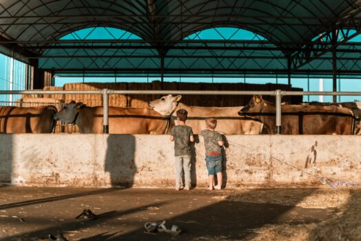 Twee jongens kijken naar langslopende koeien in een grote schuur
